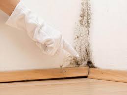 Best Basement Mold Removal  in Glendora, NJ